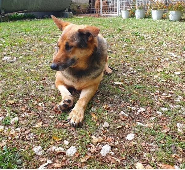 Pastore Tedesco adulto con 3zampe che nessuno sceglie. MOLISE Foto 3